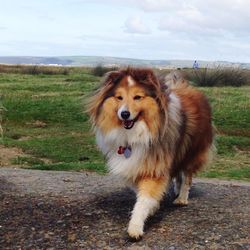 Portrait of dog on field against sky