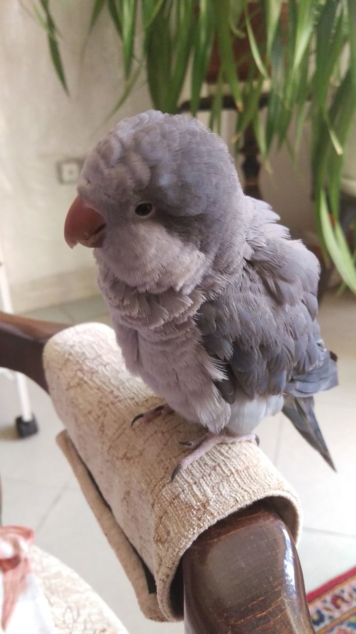 CLOSE-UP OF HAND HOLDING BIRD BY CROPPED HANDS