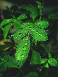 Close-up of wet plant leaves during rainy season