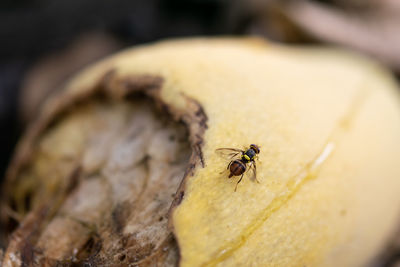 Close-up of ant on wood