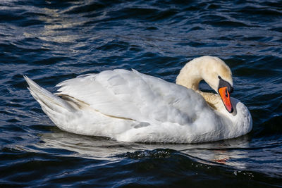 Swan swimming in lake