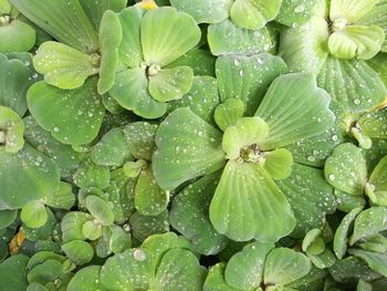 Full frame shot of wet leaves