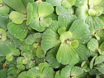 Full frame shot of wet leaves