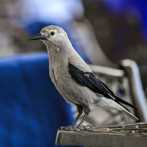 Close-up of a bird