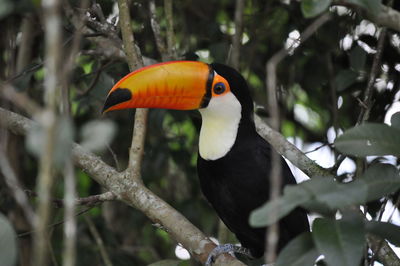 Bird perching on branch