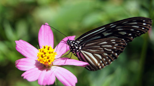 Close-up of butterfly on pink flower
