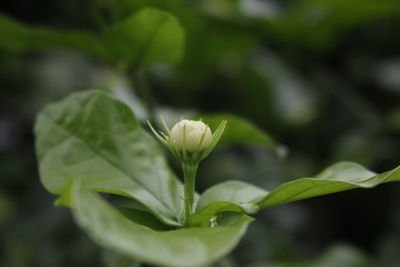 Close-up of flowering plant