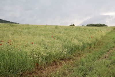 Scenic view of grassy field against sky