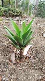 Plants growing on tree trunk