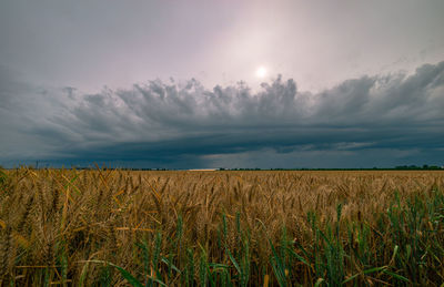 Scenic view of field against sky