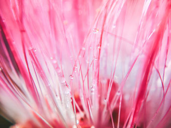 Macro shot of pink flowering plant