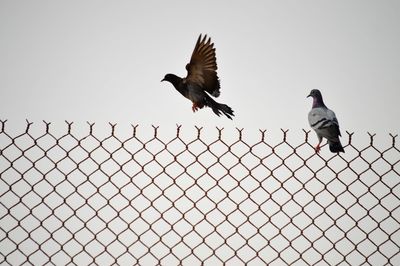 Low angle view of birds flying against sky