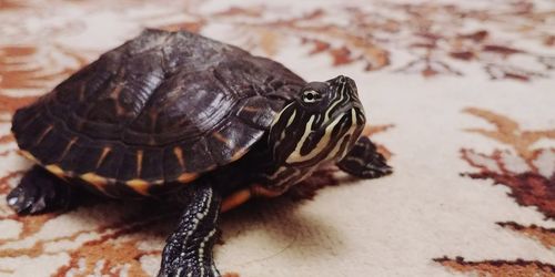 Close-up of tortoise