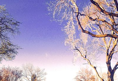 Low angle view of bare trees against blue sky