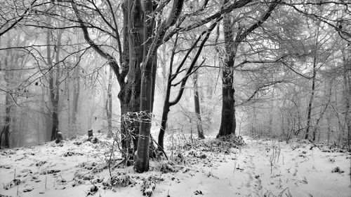 Bare trees on snow covered field during winter