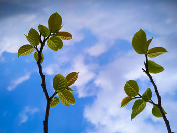 Low angle view of plant against sky