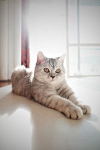 Portrait of cat sitting on floor at home