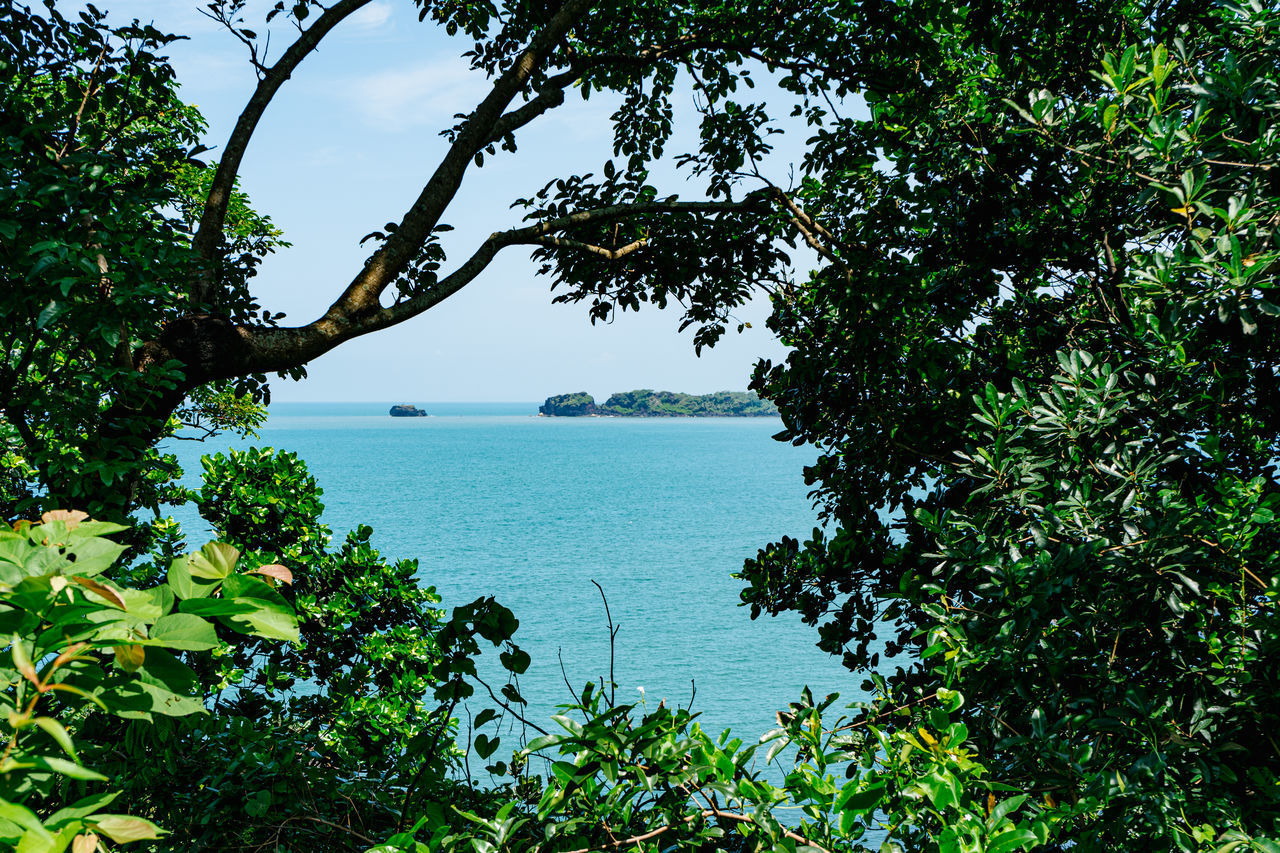 TREES AND SEA AGAINST SKY