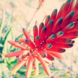 Close-up of flower against blurred background