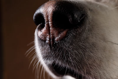 Close-up of a dog