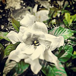 Close-up of white flower