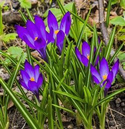 Close-up of purple flowers blooming in field