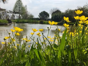 Yellow flowers blooming on field against sky