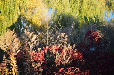 View of flowers in forest