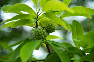 Close-up of fruits growing on plant