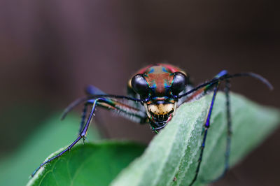 Close-up of insect on leaf