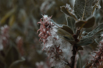 Close-up of wilted flower plant