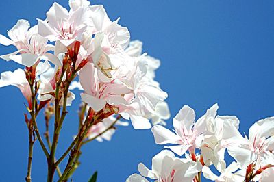 Low angle view of white flowers blooming against blue sky