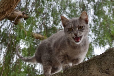 Close-up portrait of cat against sky