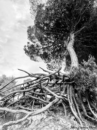 Close-up of tree growing in field