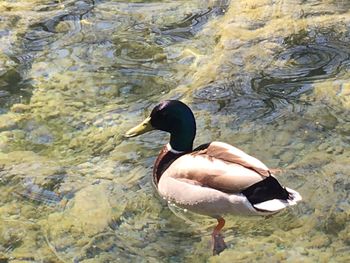 Close-up of duck swimming in lake