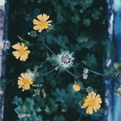 Close-up of yellow flowering plant