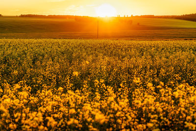 Rapeseed Field