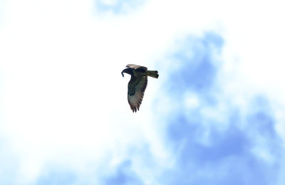 Low angle view of bird flying against sky
