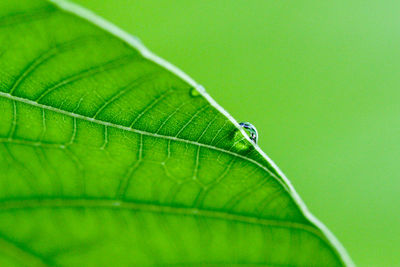 Close-up of insect on leaf