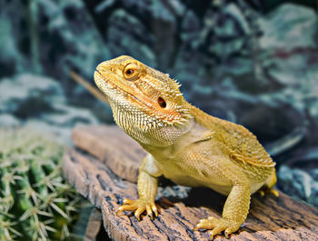 Close-up of bearded dragon on wood