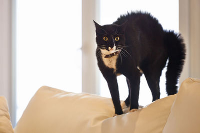 Black cat sitting on bed at home