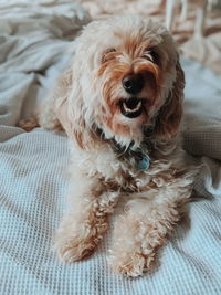 Close-up portrait of dog relaxing on bed at home