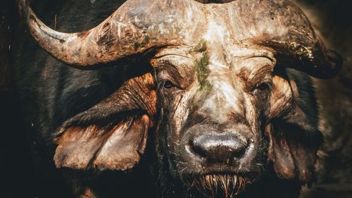 The last cape buffalo