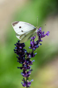 Close-up of butterfly pollinating on purple flower