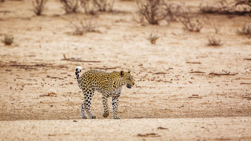 Cheetah walking on field