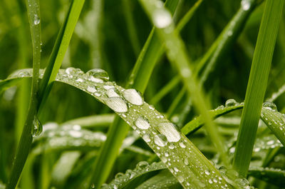 Close-up of raindrops on grass