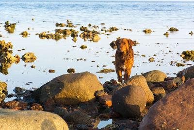 Dog on rock at beach