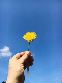 Close-up of hand holding dandelion against blue sky