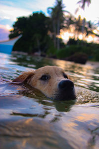 Close-up of dog swimming in water