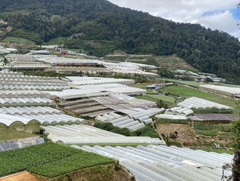 High angle view of agricultural field